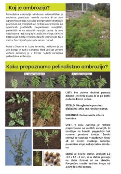 Kako zatiramo invazivne tujerodne vrste rastlin-pelinolista ambrozija 2